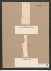 Pleurosigma constrictum Grun. (de-Toni-Nr.: Genus 13, Species 1070) Zeichnungen Sammlung Grunow Nr. 1936 (NHMW-BOT-W0369070)
